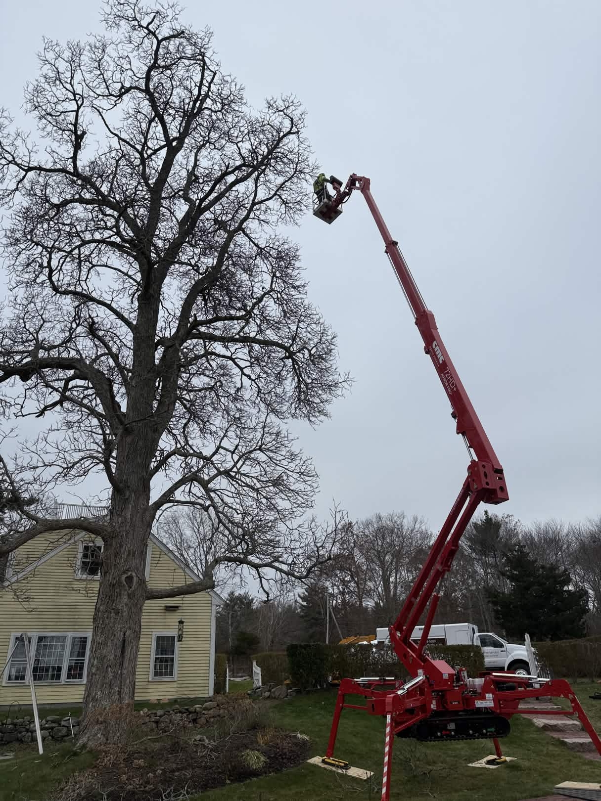 Southeast Arborist spider lift pruning large tree near residential home in South Shore MA