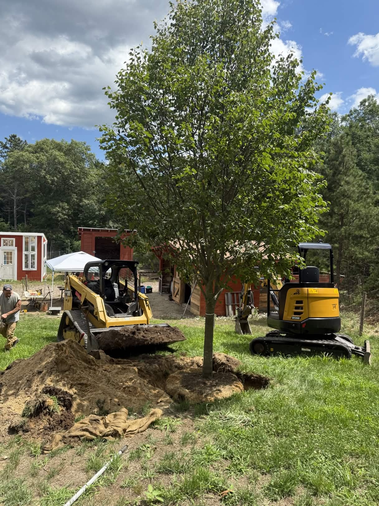Southeast Arborist insurance claims assistance work - photo 3