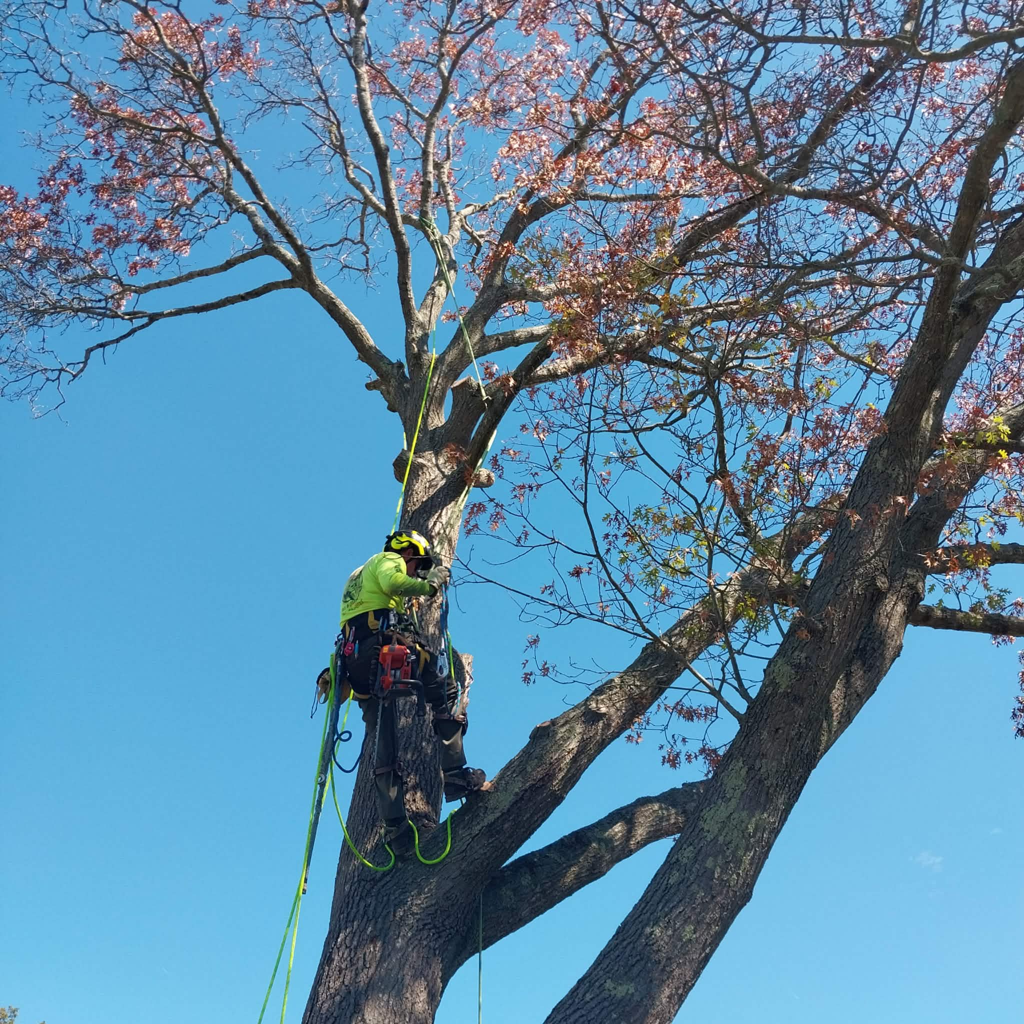 Arborist climbing tall tree for pruning in South Shore MA