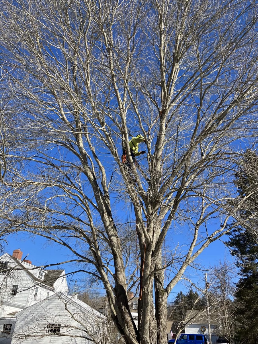 Tree Pruning