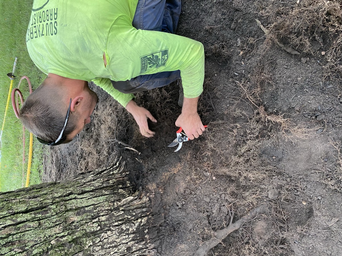 Southeast Arborist root zone improvement work - photo 2